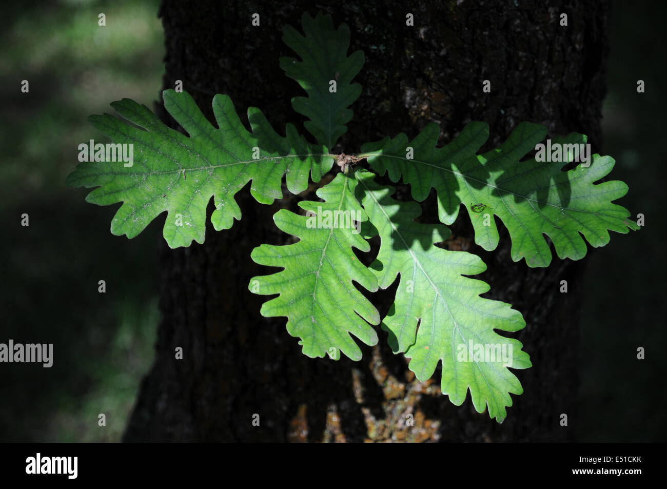 Hungarian oak Stock Photo