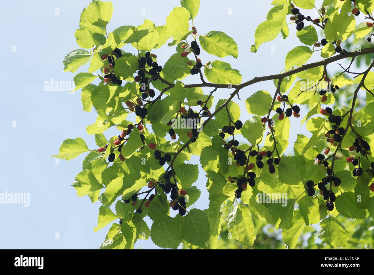 Black mulberry Stock Photo