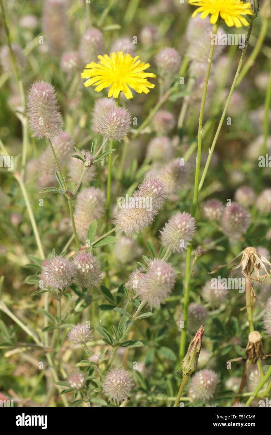 Rabbitfoot Stock Photo