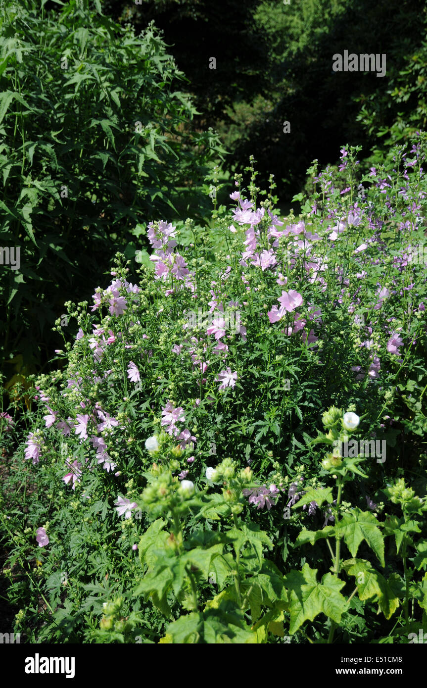 Musk mallow Stock Photo