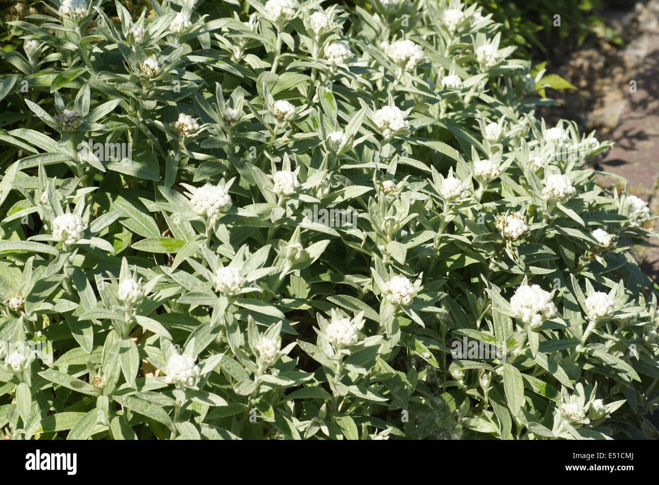 Pearly everlasting Stock Photo