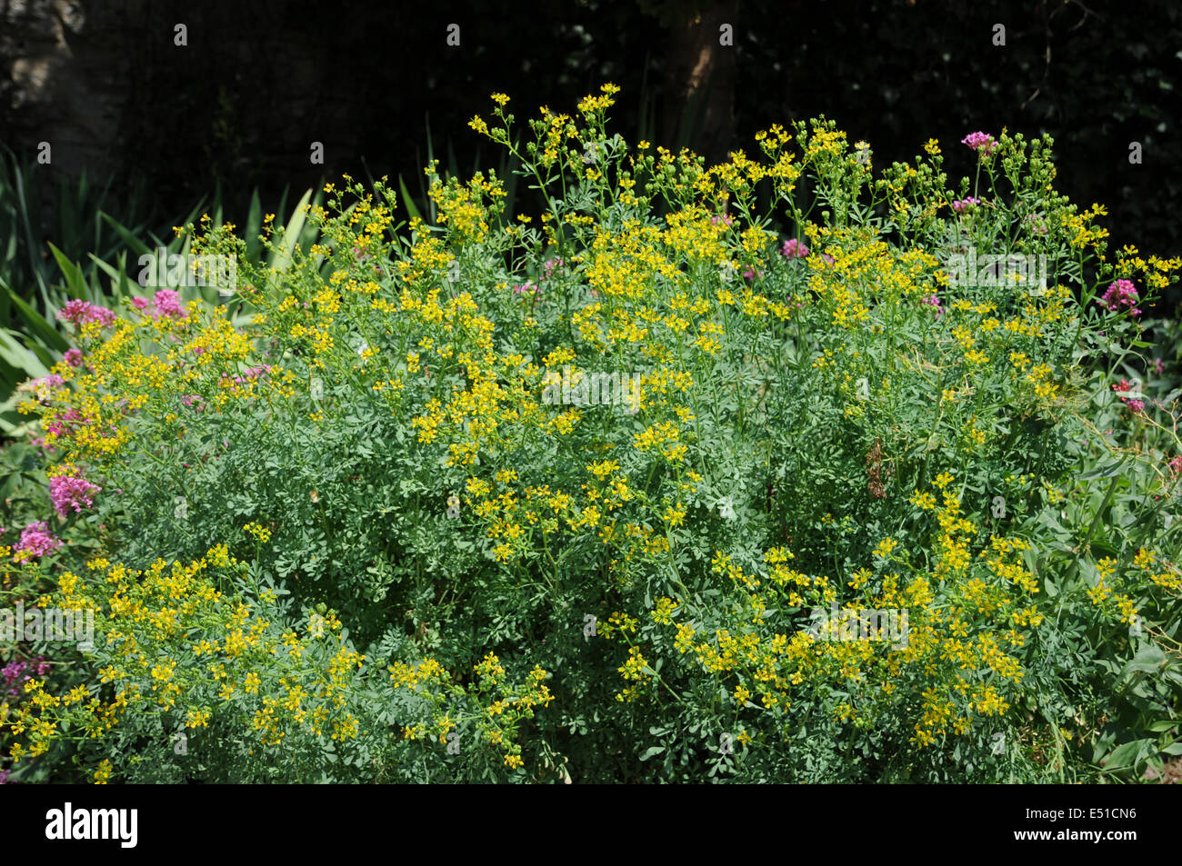 Common Rue Plants High Resolution Stock Photography and Images - Alamy