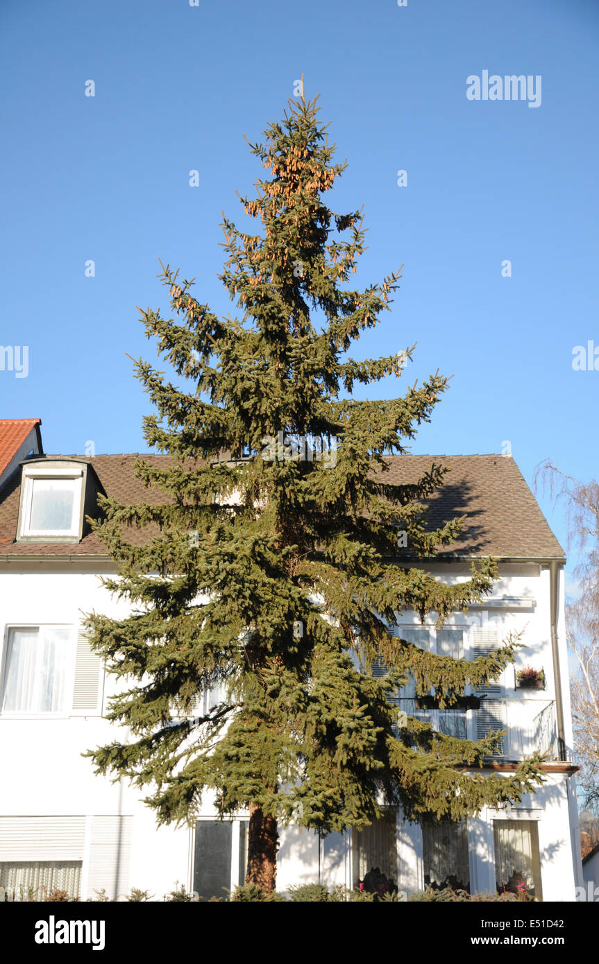 Blue spruce Stock Photo