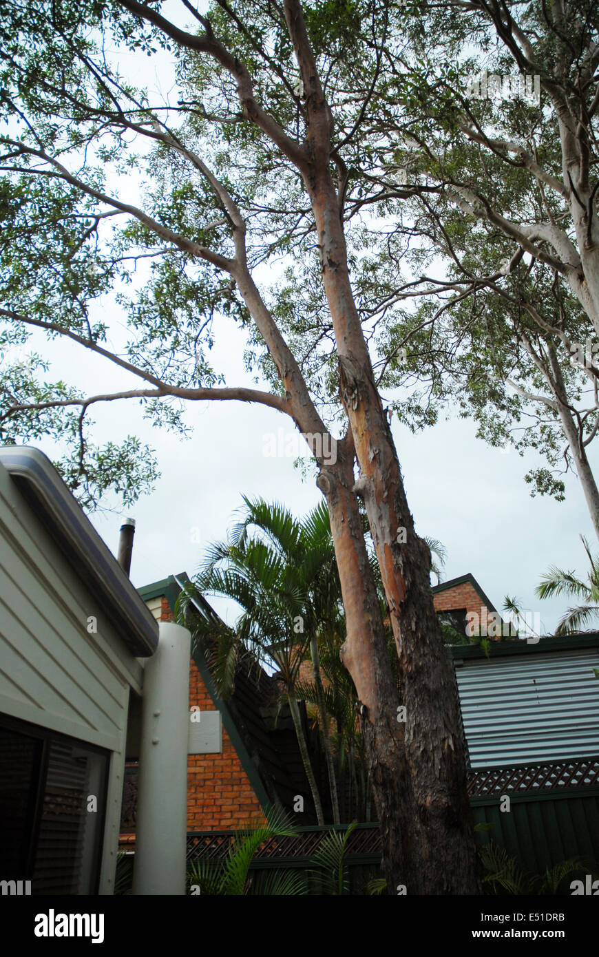 Front garden of house in Helensvale, Gold Coast, Queensland, Australia. Stock Photo