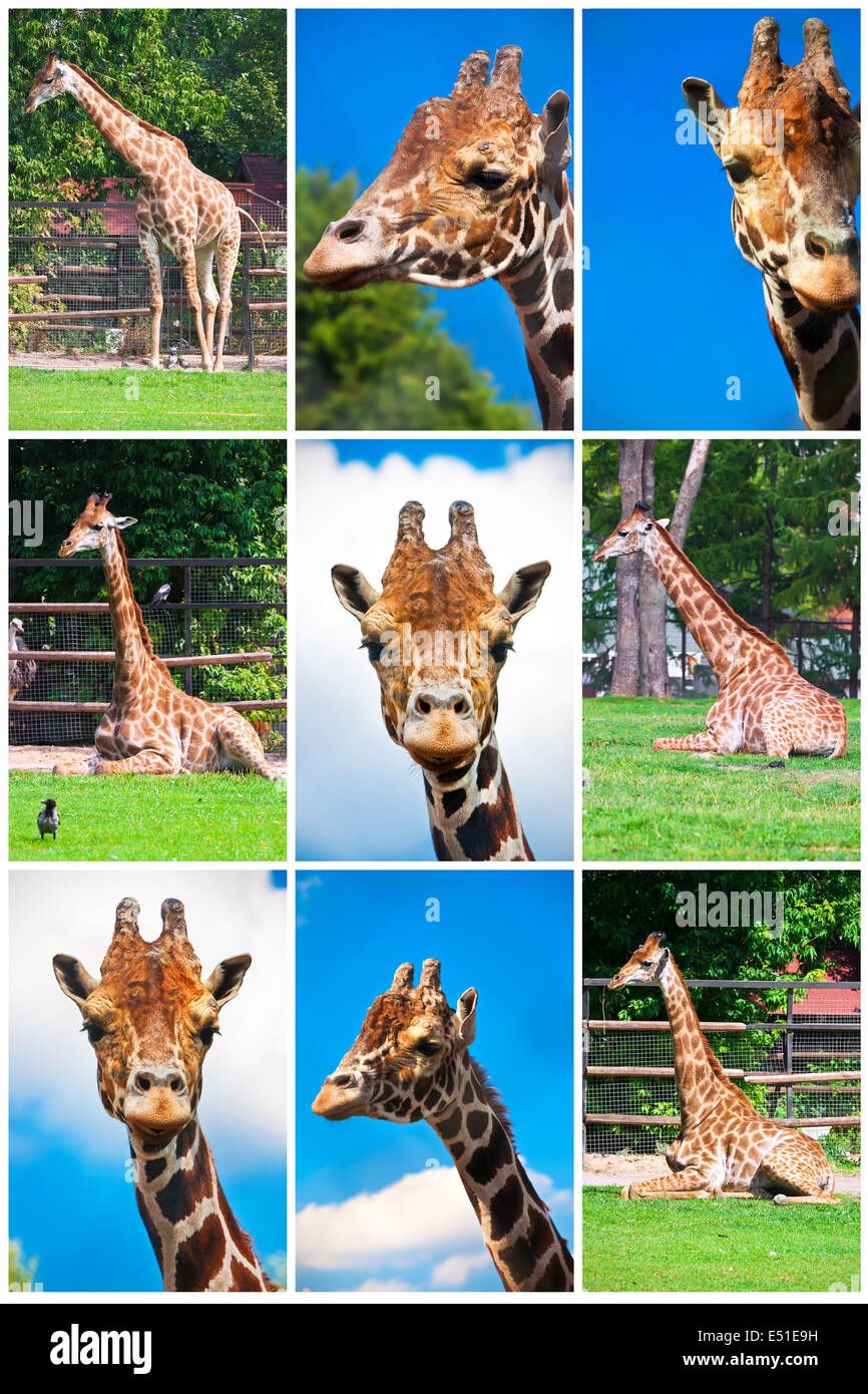 Cute wild giraffe set hi-res stock photography and images - Alamy