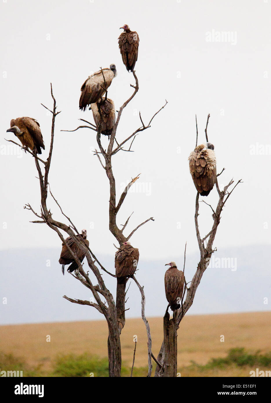 vultures in a tree Stock Photo Alamy