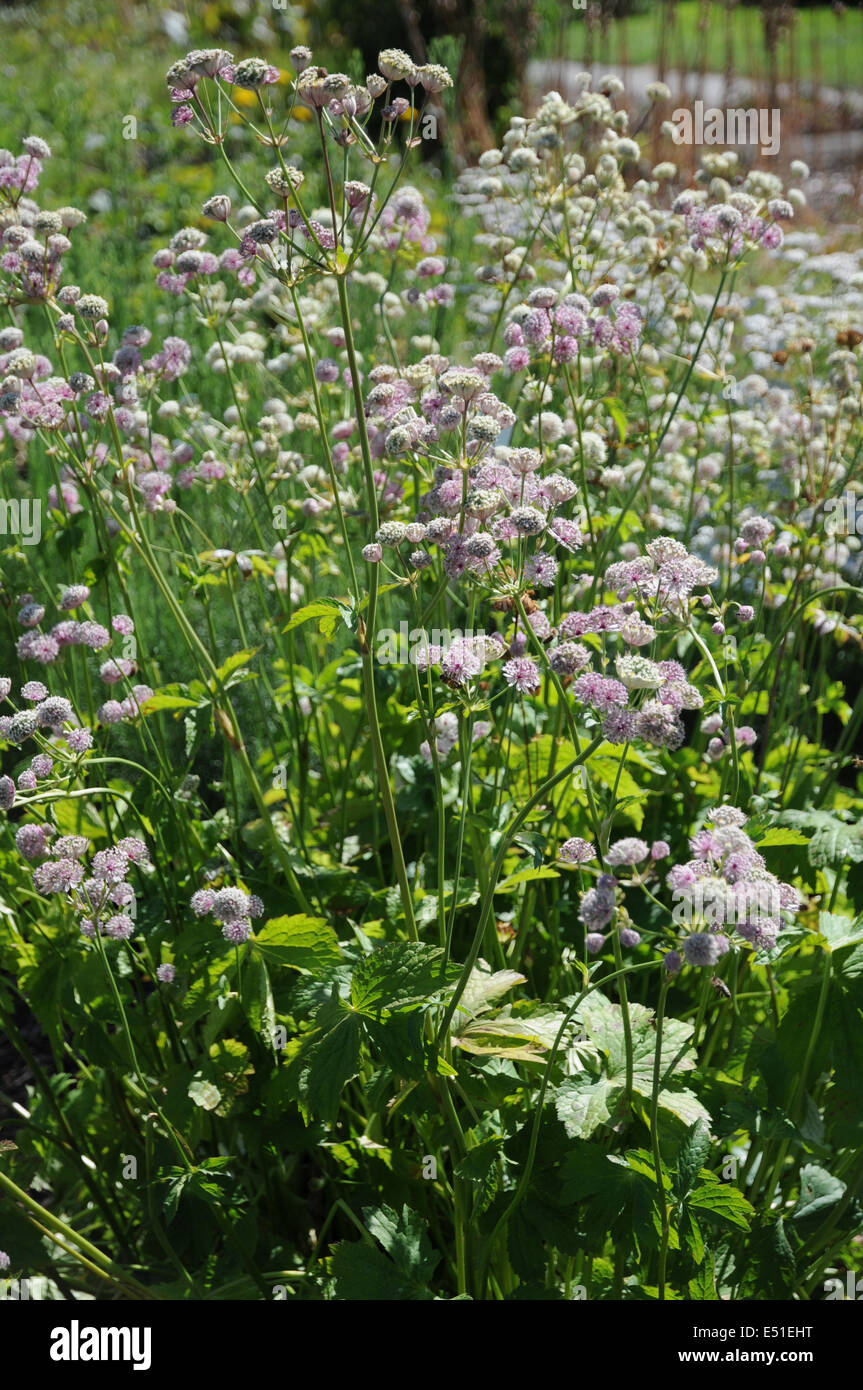 Masterwort Astrantia Maxima Hi res Stock Photography And Images Alamy masterwort-astrantia-maxima-hi-res-stock-photography-and-images-alamy