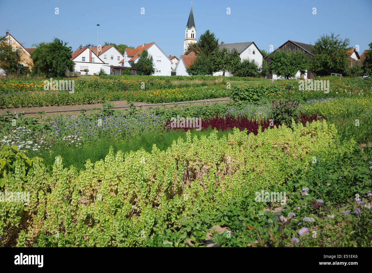 Shellflowers hi-res stock photography and images - Alamy