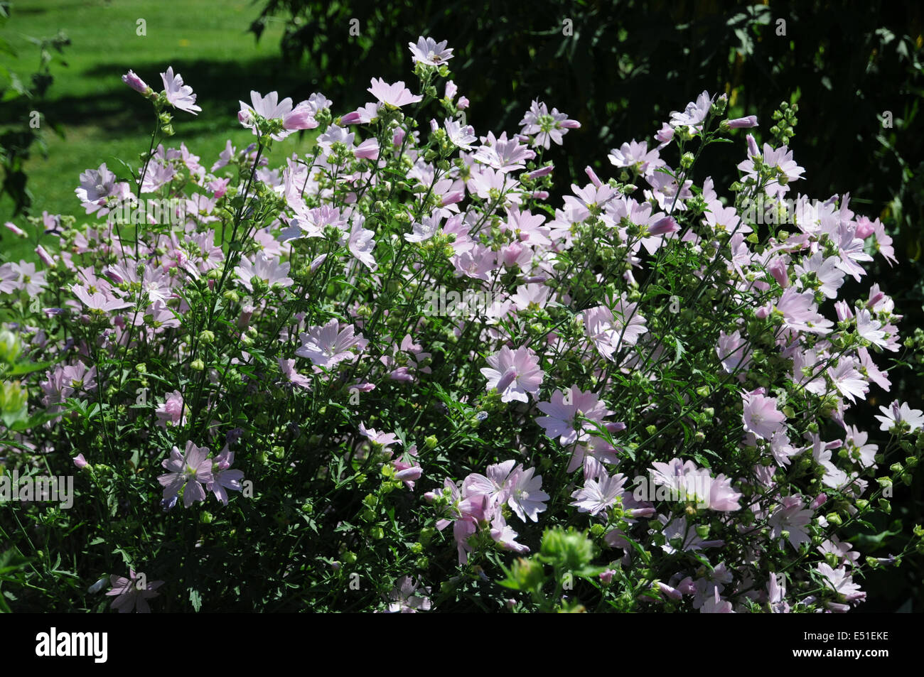 Musk mallow Stock Photo