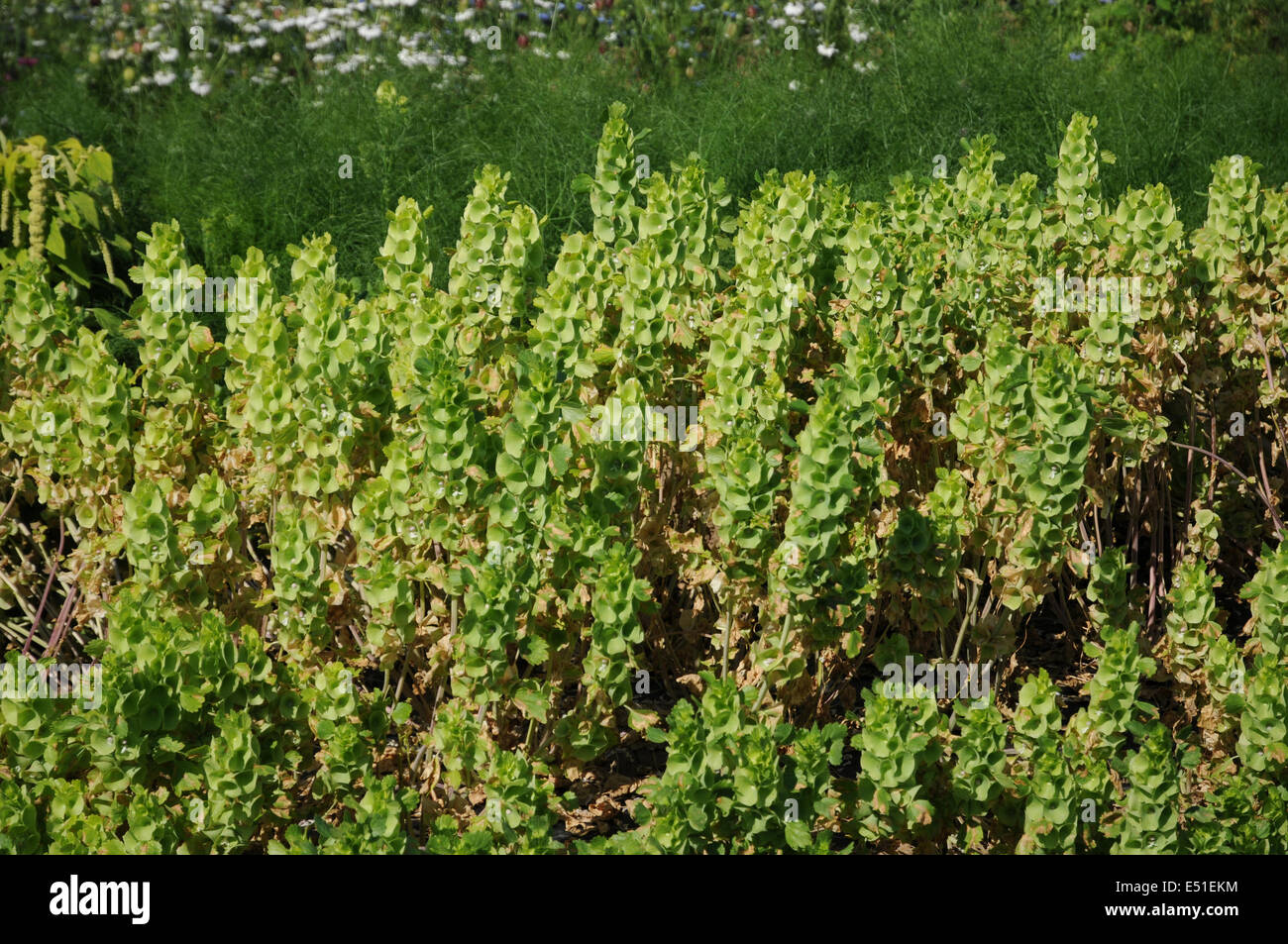 Shellflowers hi-res stock photography and images - Alamy