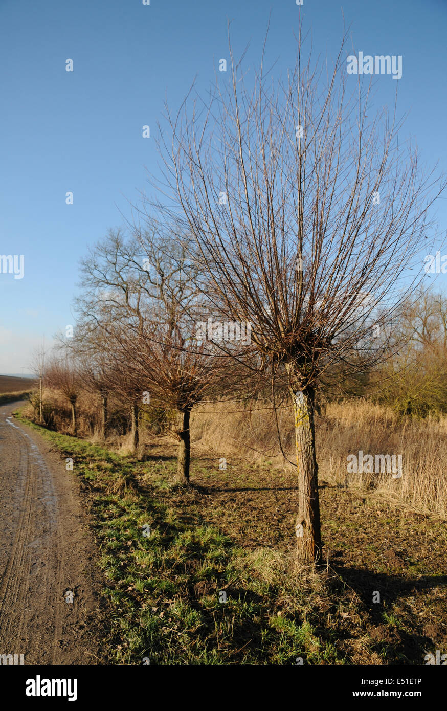 Pollard willows Stock Photo Alamy