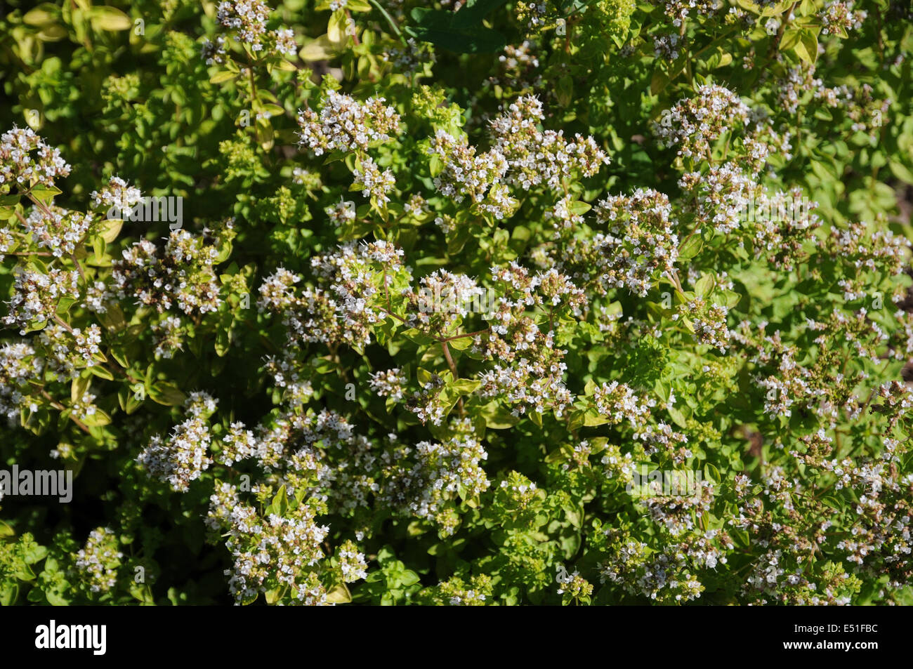 Pot marjoram Stock Photo Alamy
