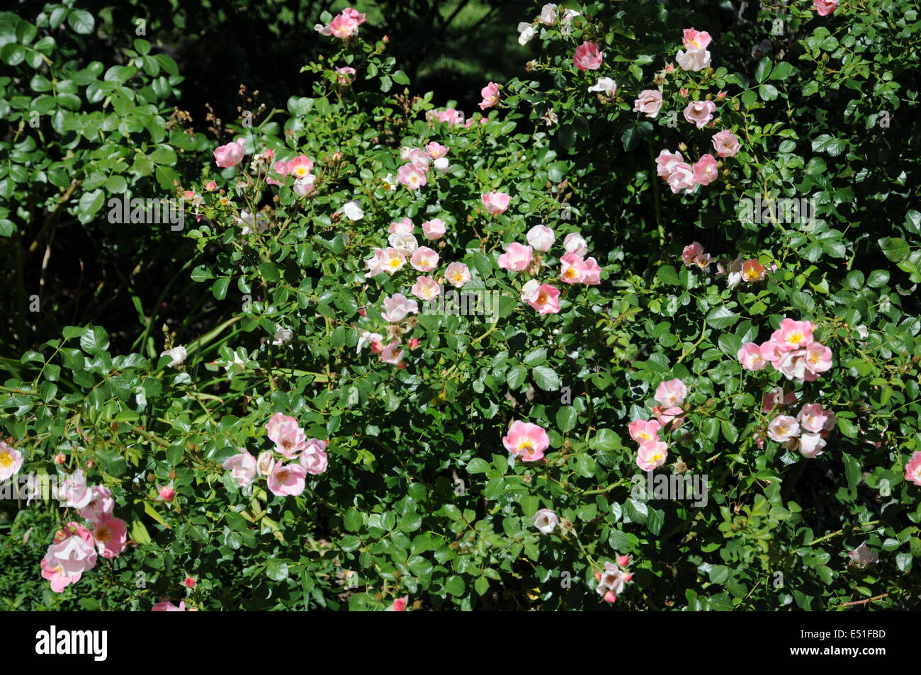Dwarf rose hi-res stock photography and images - Alamy