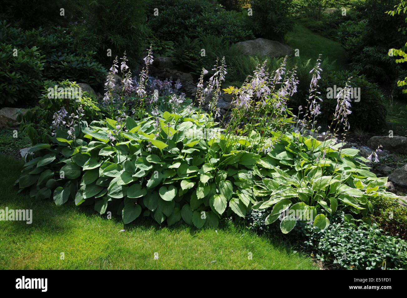 Hostas Stock Photo