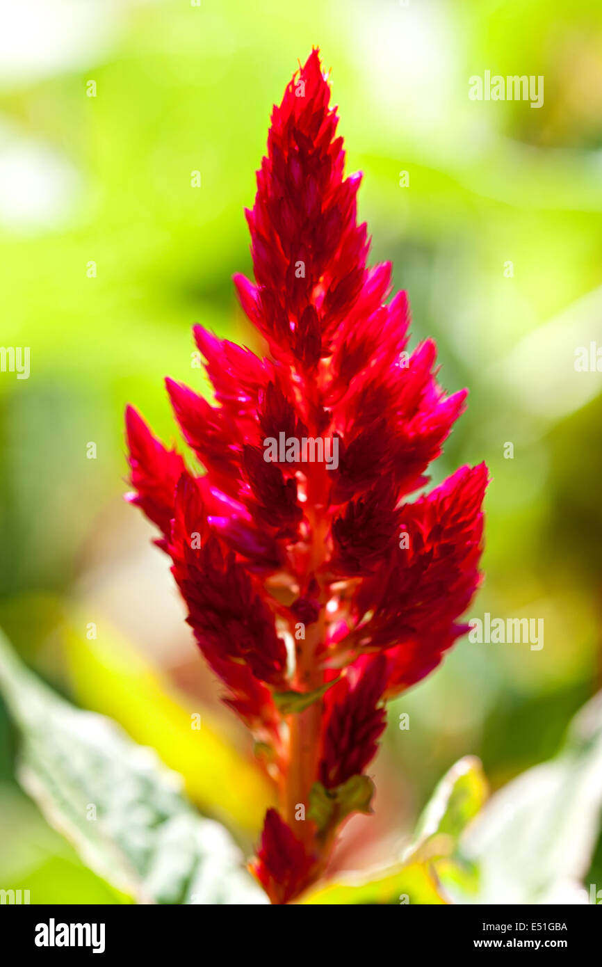 Red tropical flower Stock Photo - Alamy