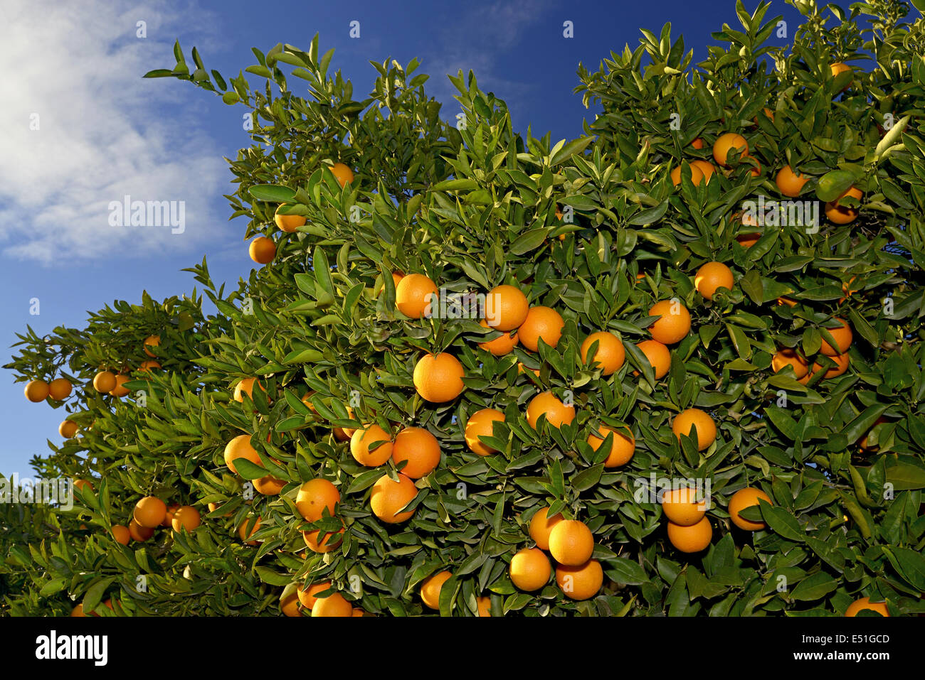 orange tree Stock Photo