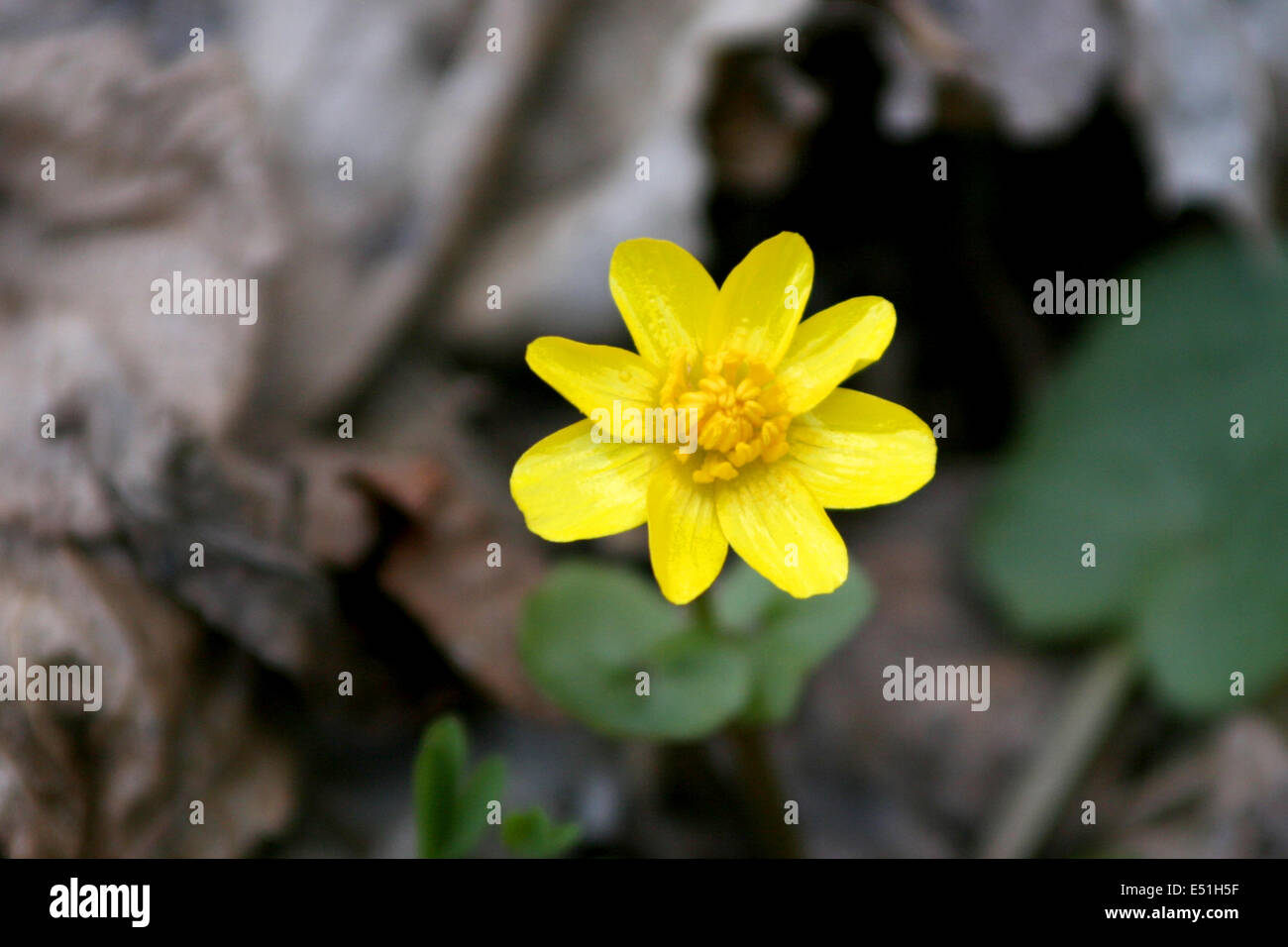 spring yellow flower Stock Photo