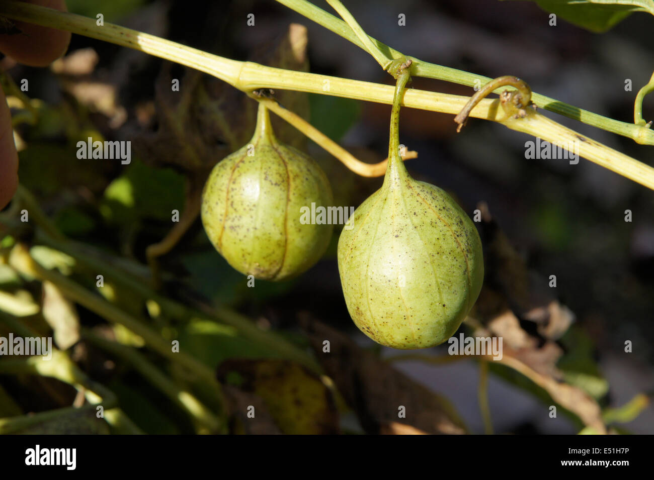 Birthwort Stock Photo