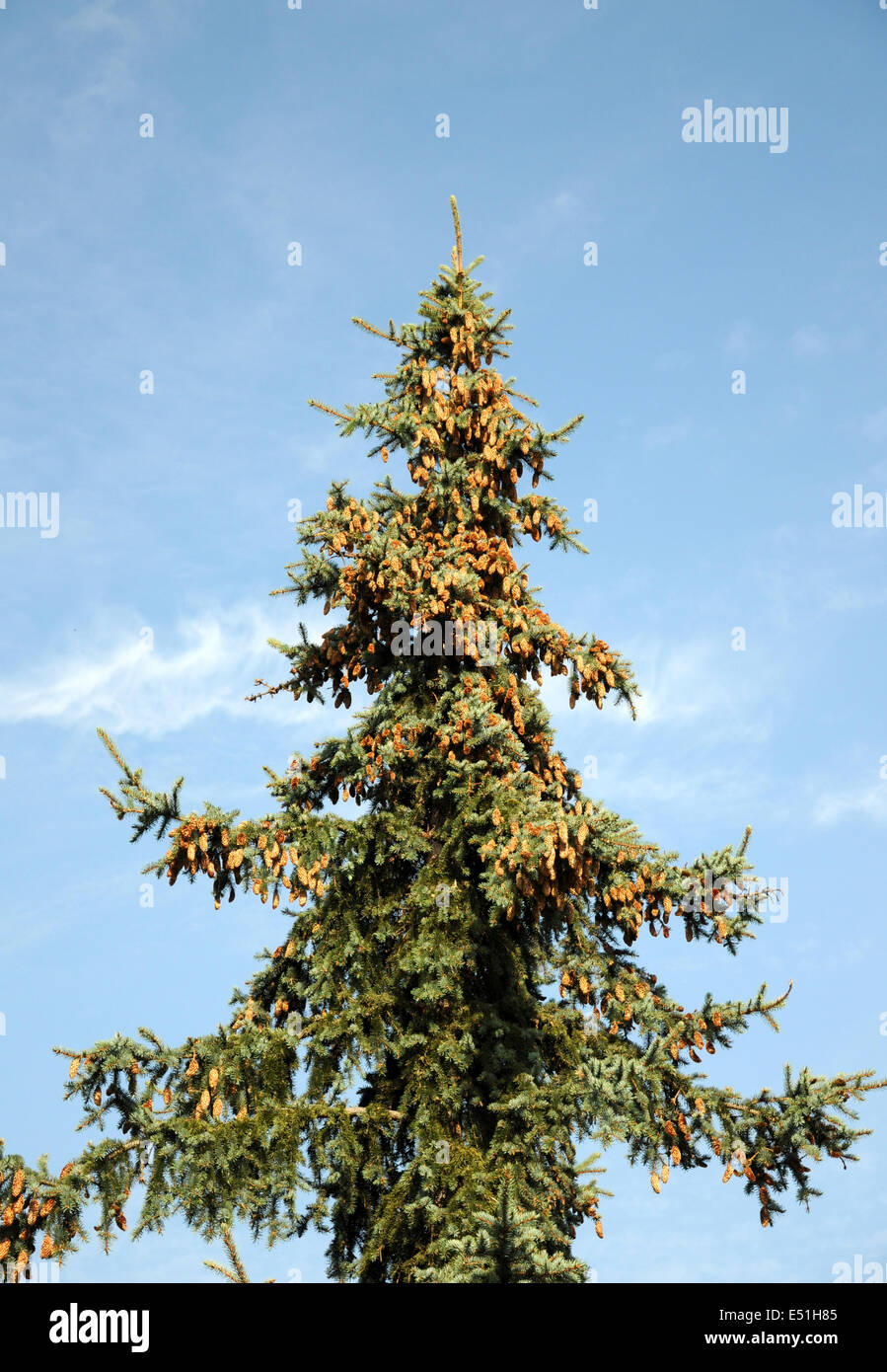 Colorado spruce with cones Stock Photo