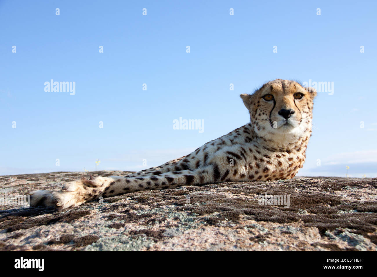 Cheetah on rock hires stock photography and images Alamy
