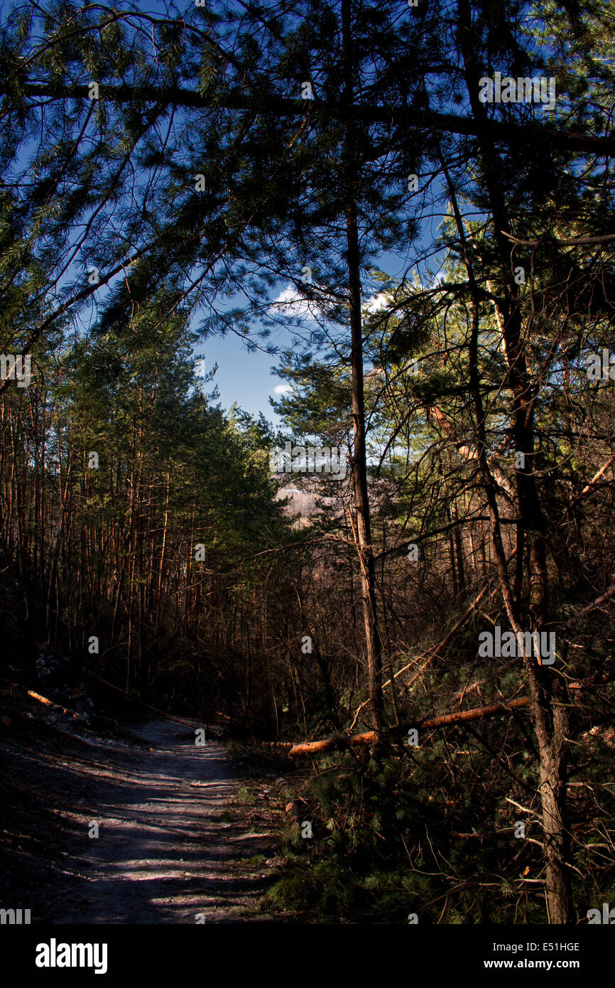 road in a beautiful pine forest Stock Photo - Alamy