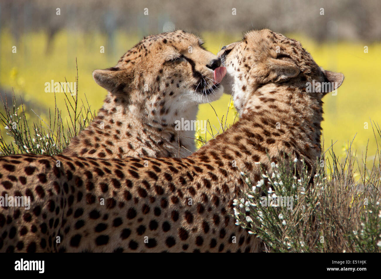couple of cheetahs Stock Photo
