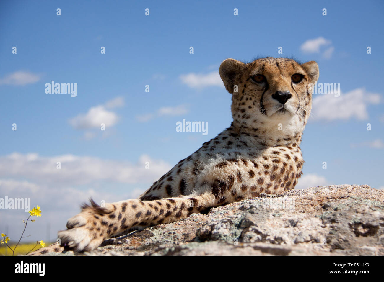 cheetah on a rock Stock Photo Alamy
