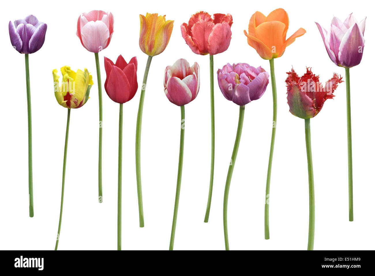 Tulips Flowers In A Row Stock Photo Alamy