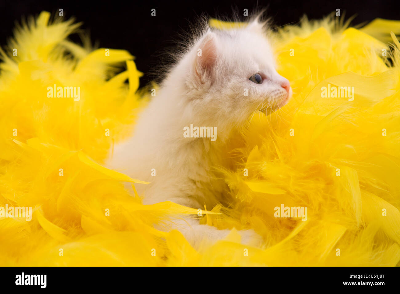 Hairy kitten hires stock photography and images Alamy