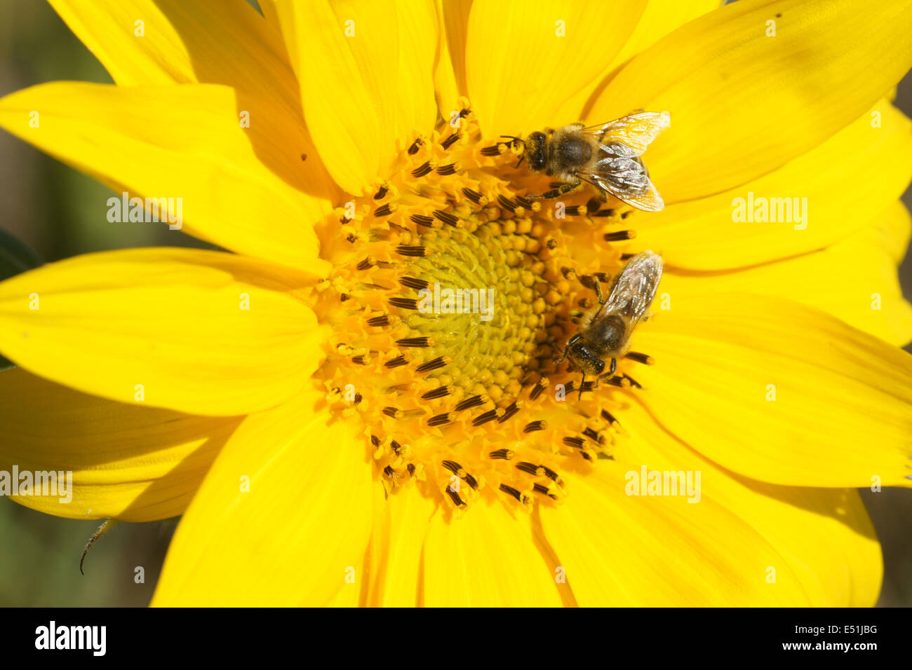 Sunflower with honey bees Stock Photo Alamy