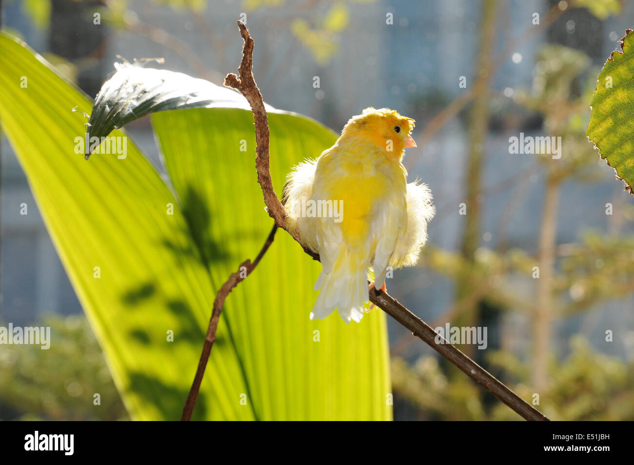 Canary Stock Photo