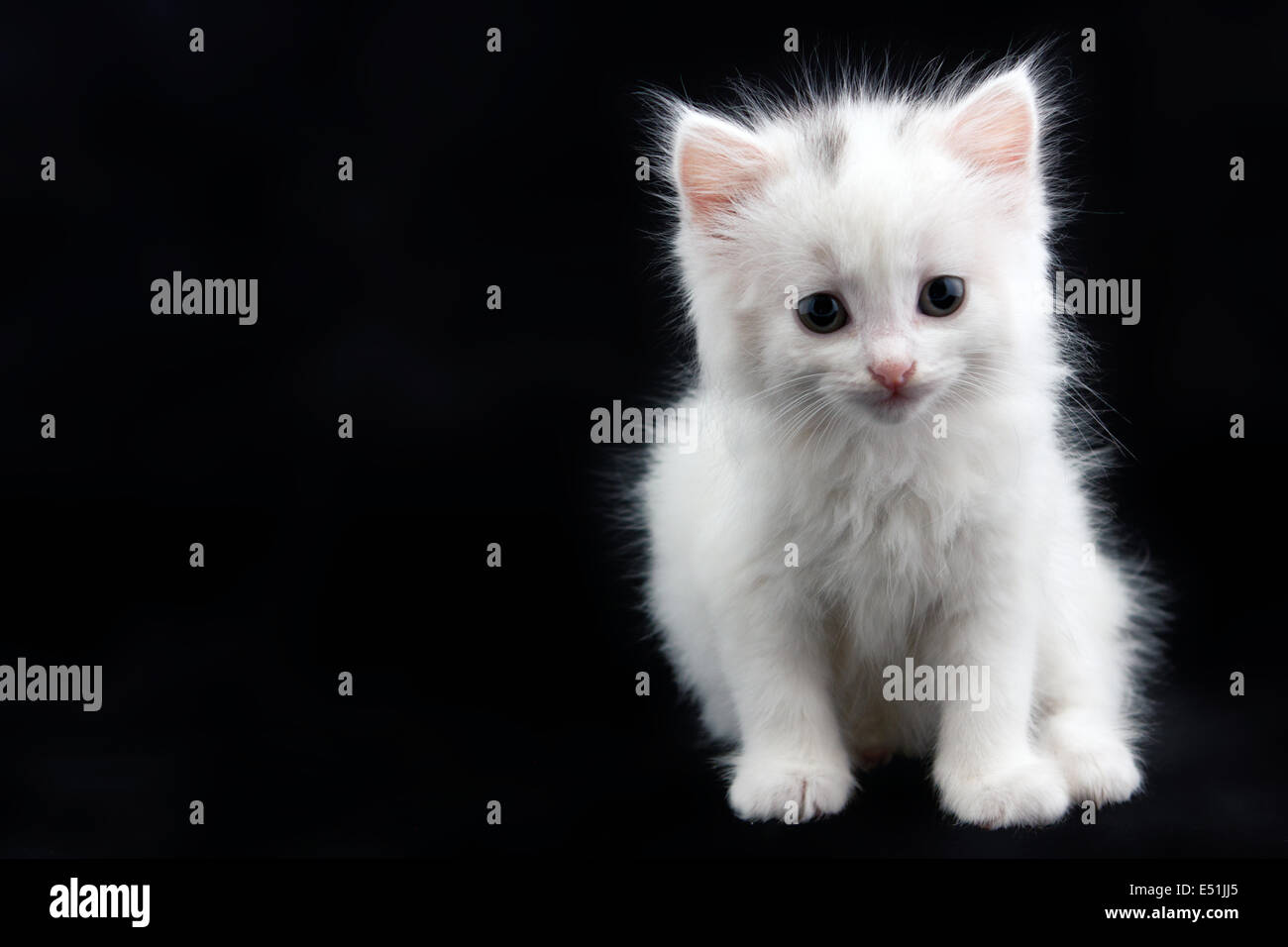 white kitten sitting on a black background Stock Photo - Alamy