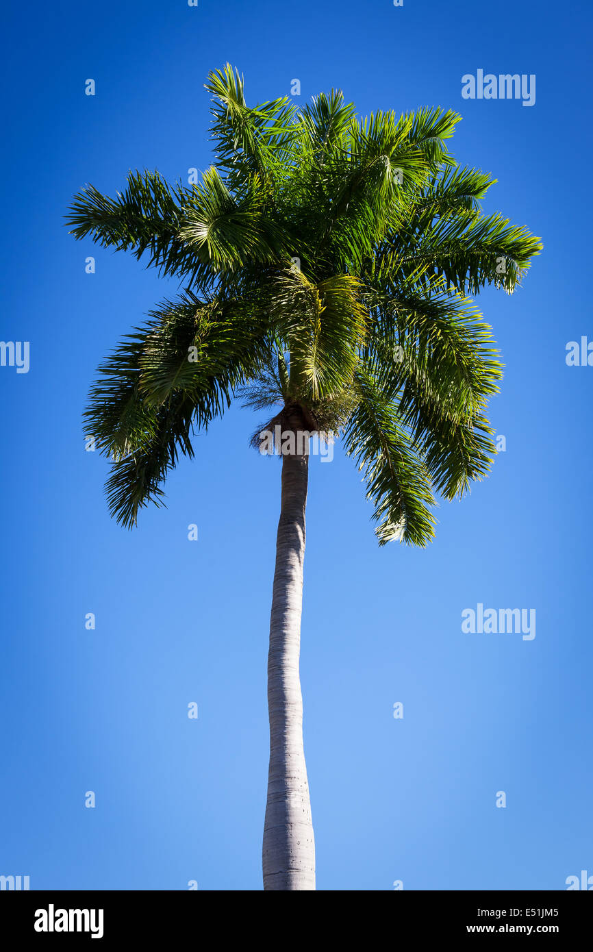 beautiful palm tree Stock Photo Alamy