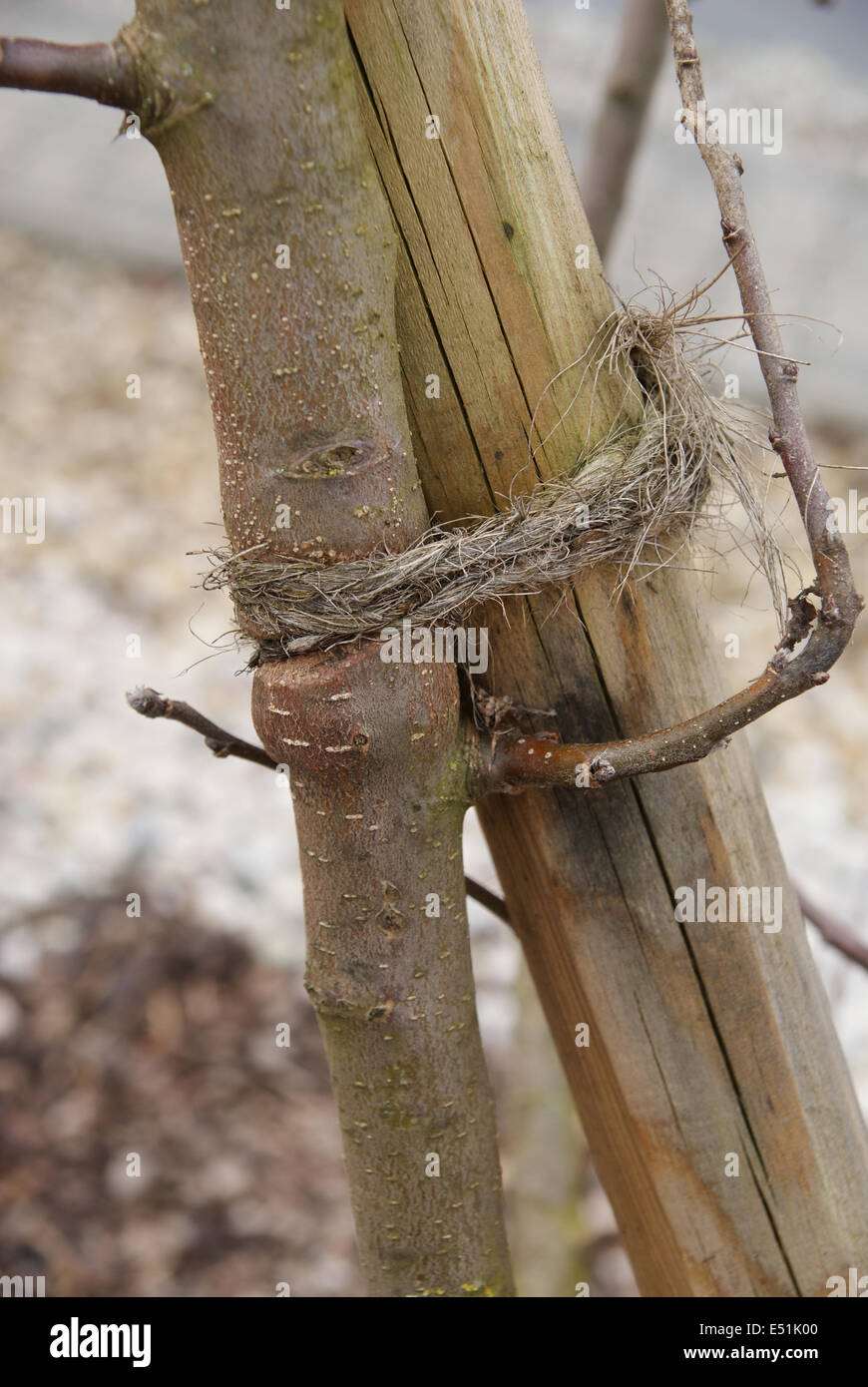 Wounded stem of an apple tree Stock Photo