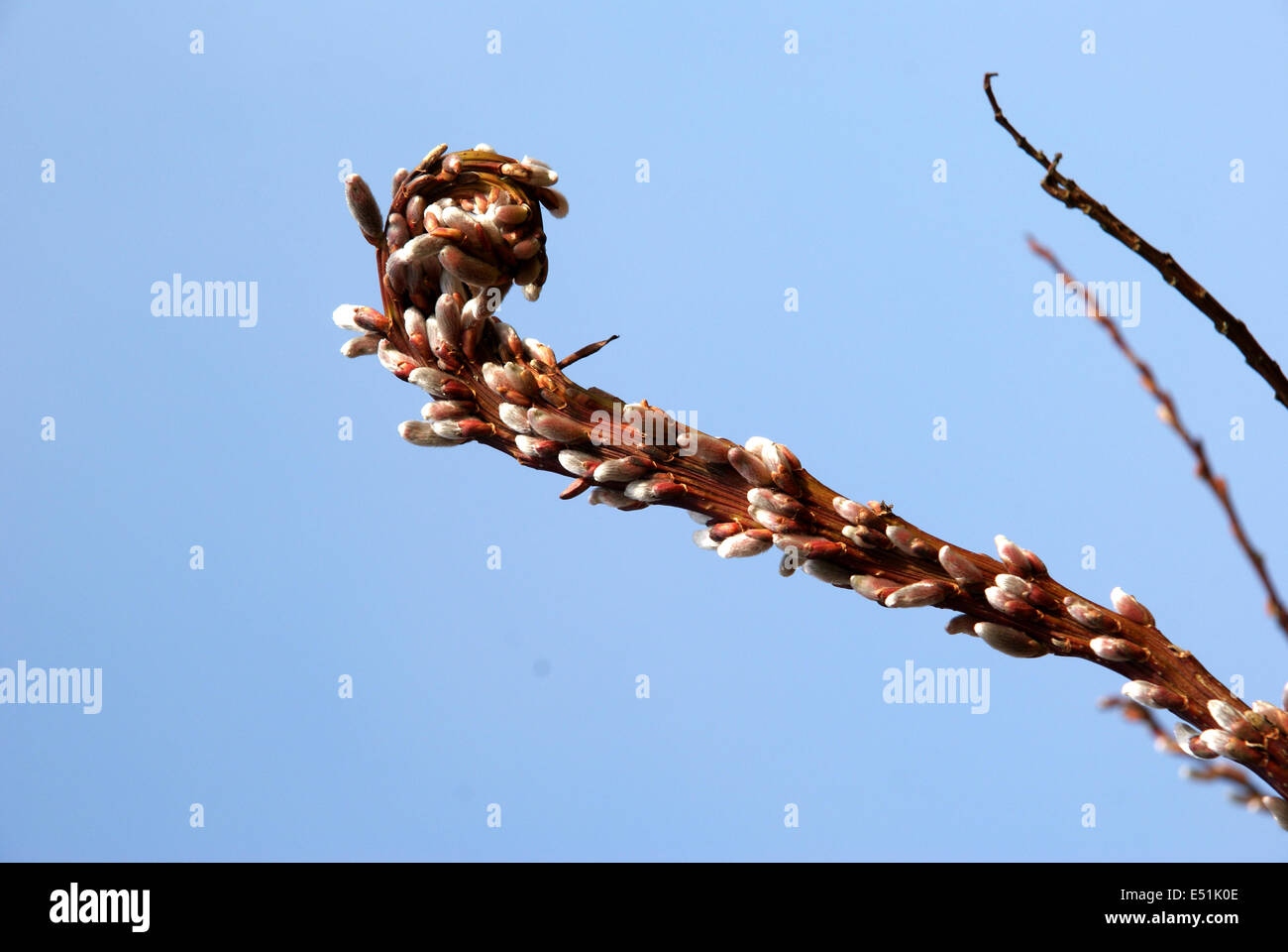 Sachalin willow Stock Photo