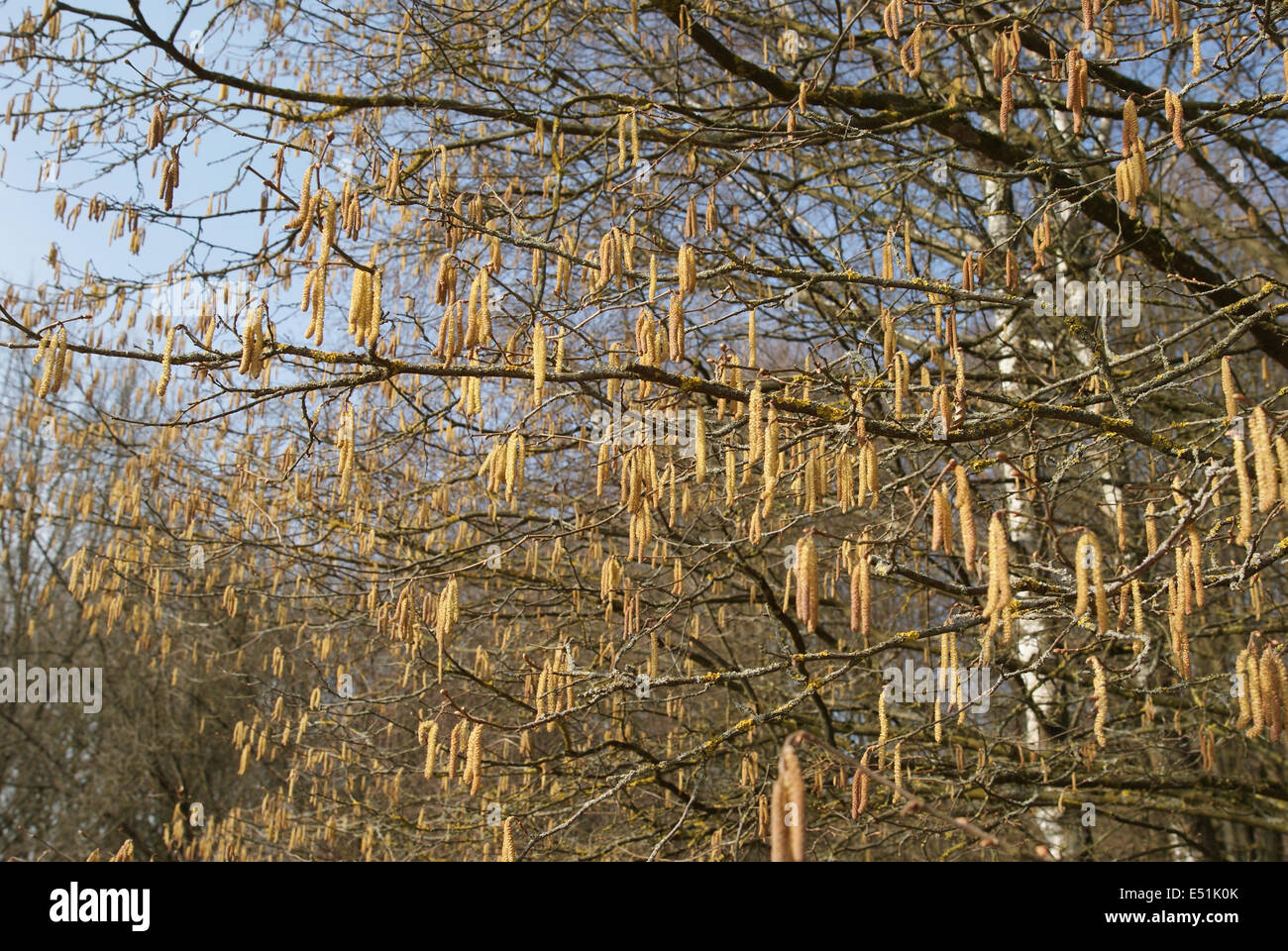 Haselsträucher hi-res stock photography and images - Alamy