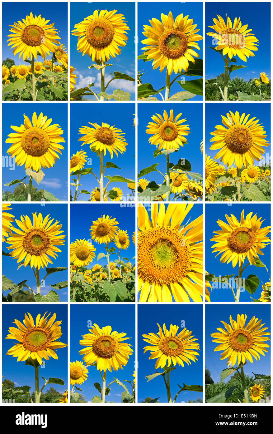 Sunflowers set hi-res stock photography and images - Alamy