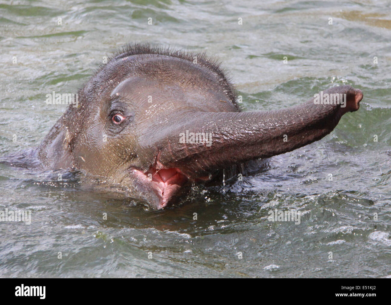 Elephant in water III Stock Photo