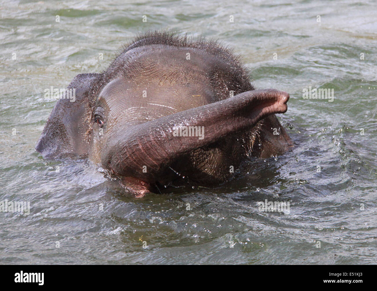 Elephant in water II Stock Photo