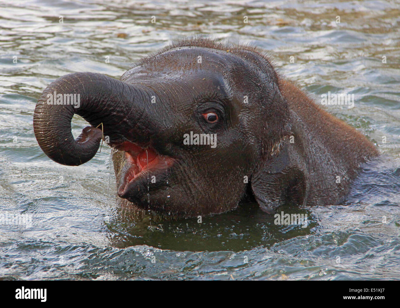 Elephant in water I Stock Photo