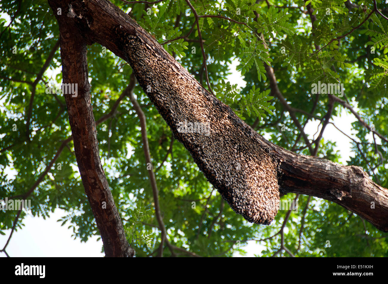 Honey comb on tree Stock Photo