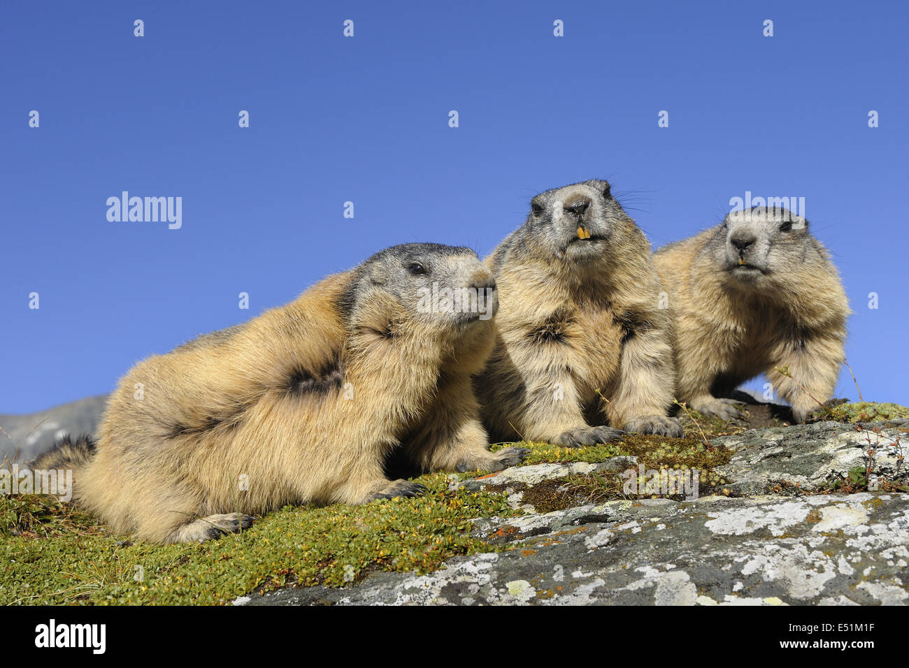 Marmots, Austria, Europe Stock Photo