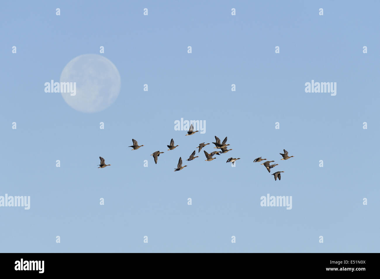 White-fronted geese and full moon Stock Photo
