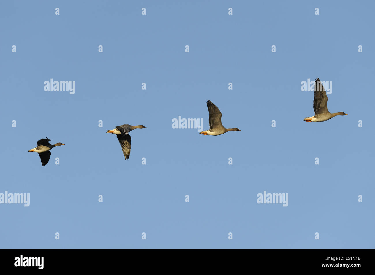 Bean geese, Anser fabalis, Germany Stock Photo