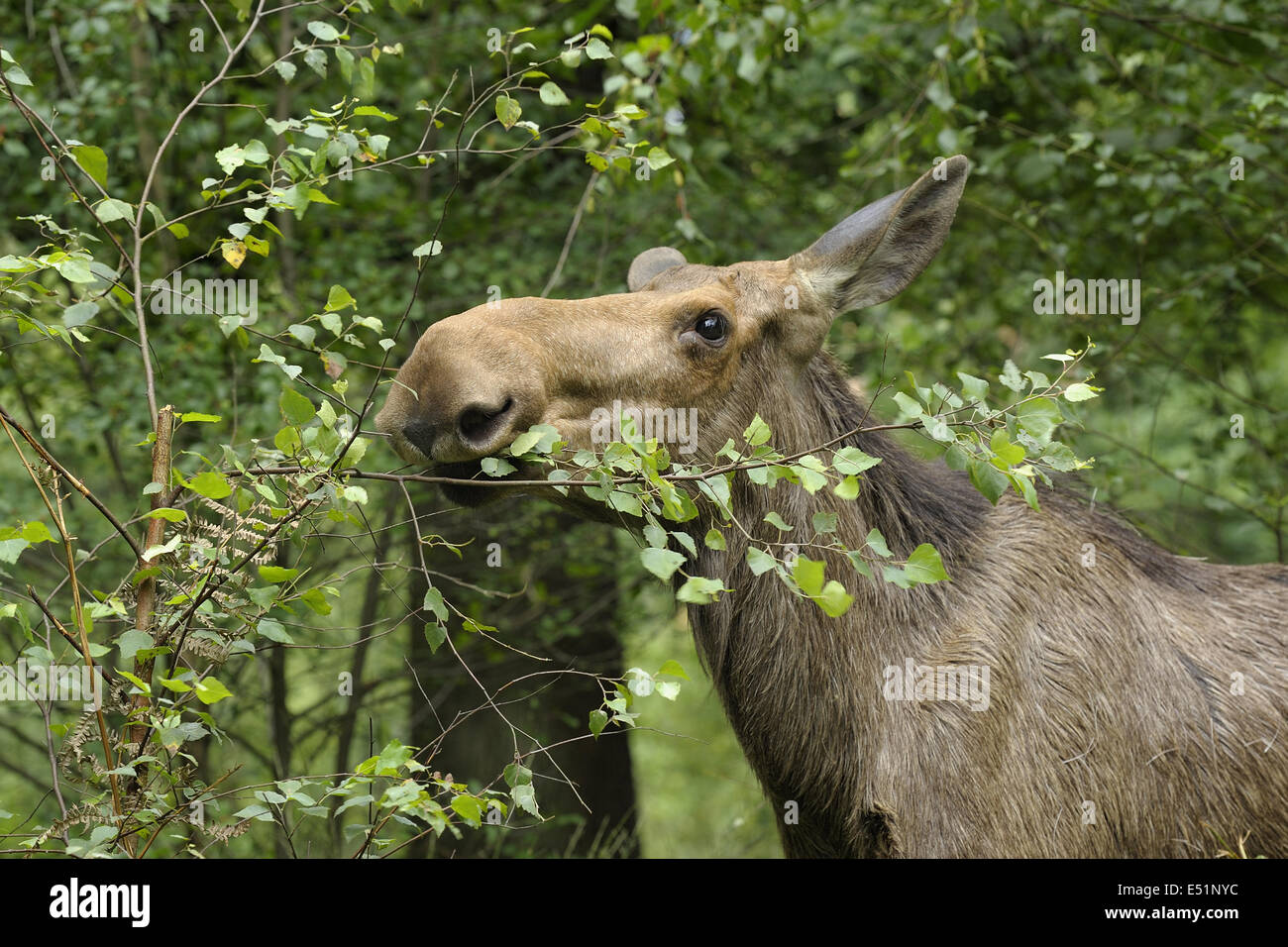European Moose, Alces alces Stock Photo