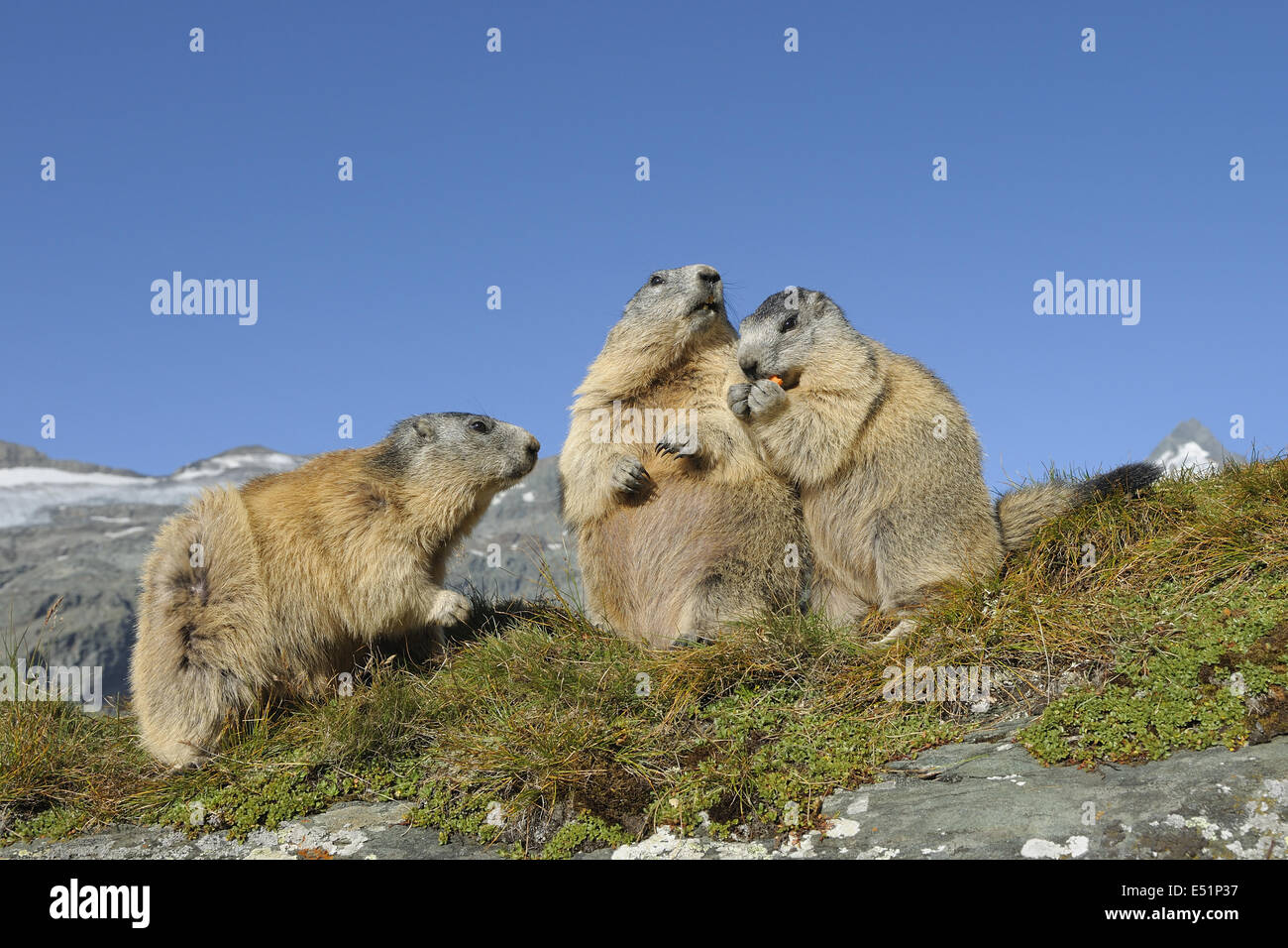 Marmots, Austria, Europe Stock Photo