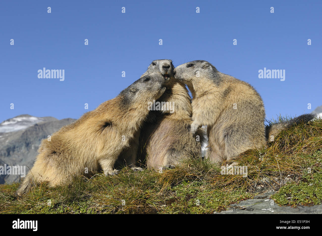 Marmots, Austria, Europe Stock Photo