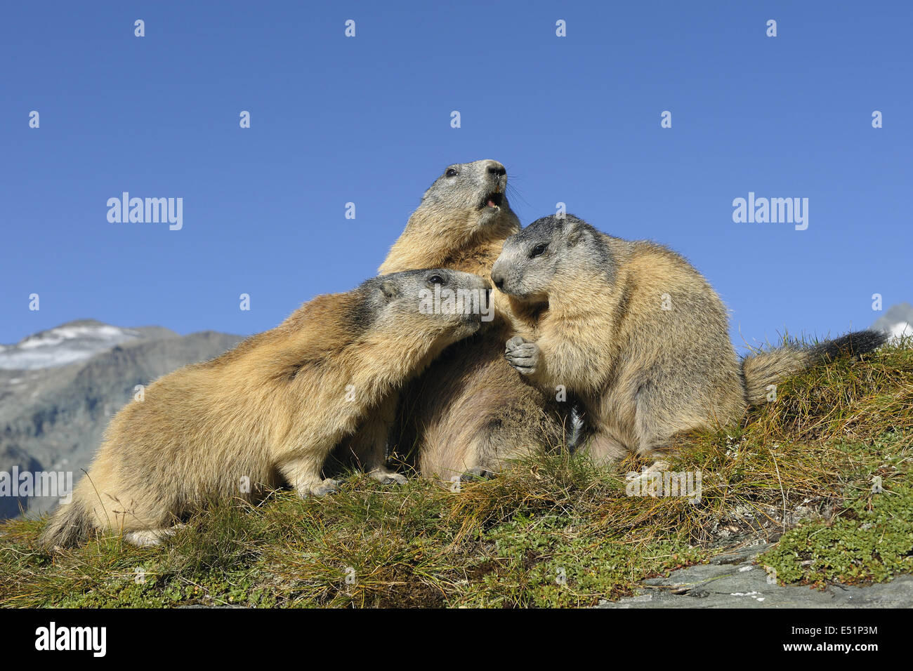 Marmots, Austria, Europe Stock Photo