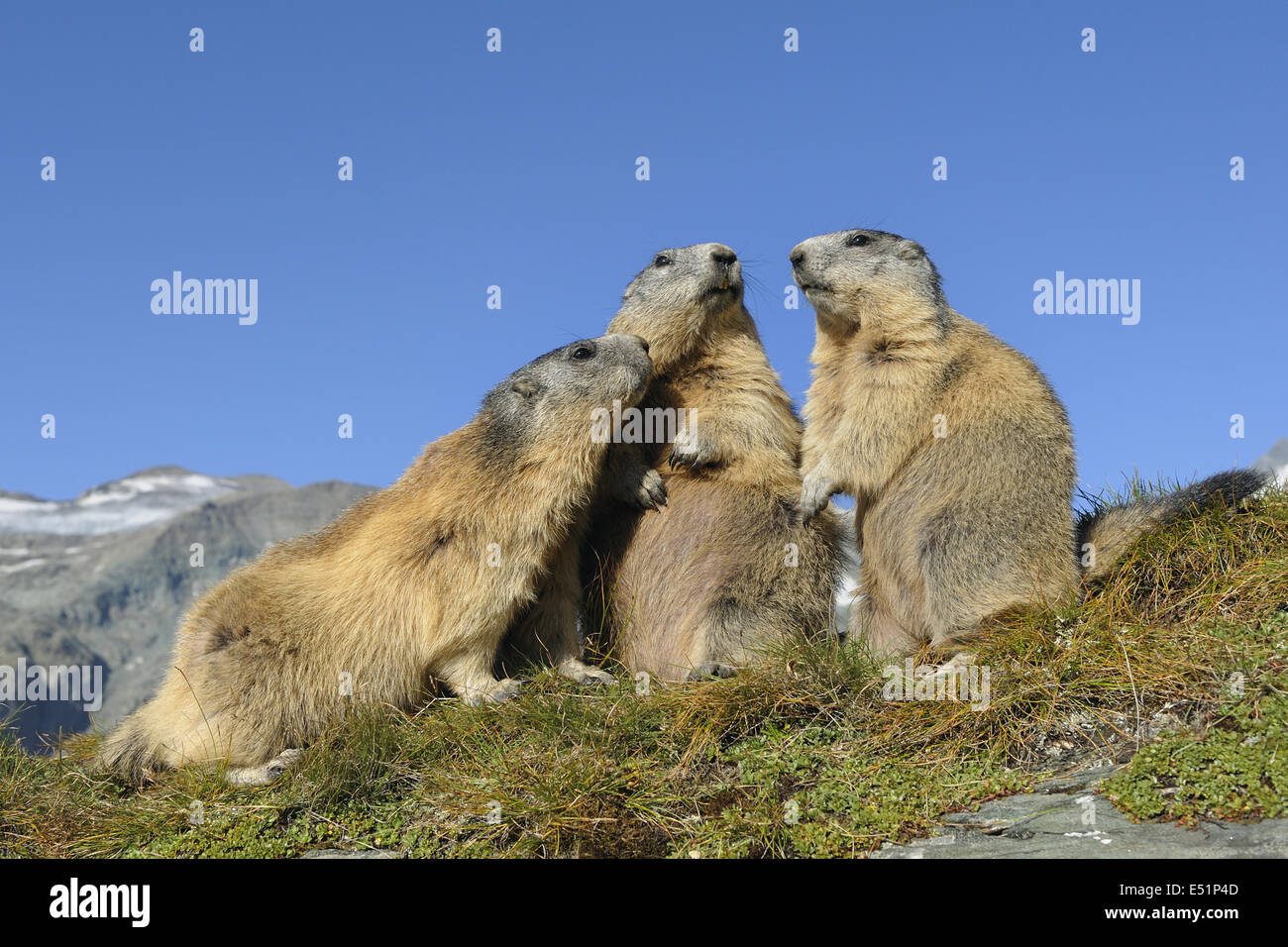 Marmots, Austria, Europe Stock Photo