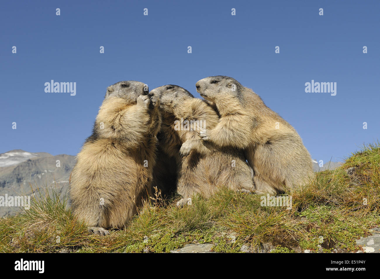 Marmots, Austria, Europe Stock Photo